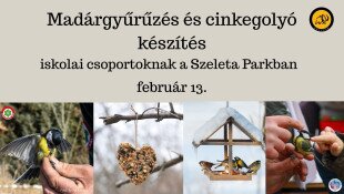 Madárgyűrűzés és cinkegolyó készítés iskolai csoportoknak a Szeleta Parkban