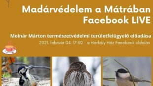 Madárvédelem a Mátrában Facebook LIVE