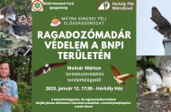 Mátra Kincsei téli előadássorozat - Ragadozómadár-védelem a BNPI területén