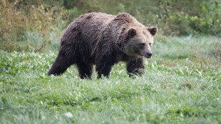 Medvék a határban - Lakossági tájékoztató fórum Salgótarjánban