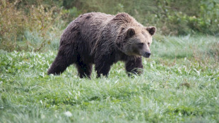 Medvék a határban - Lakossági tájékoztató fórum Salgótarjánban