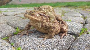 Megindult a kétéltűek vonulása Sástónál