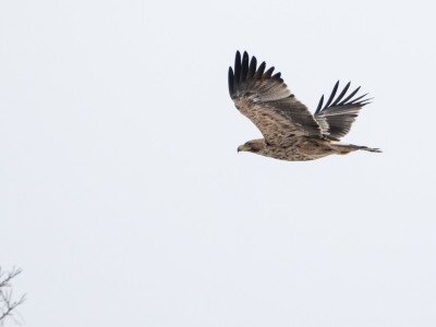 Immatur (3. tollazatú) parlagi sas_DSC_6681_Papp Csaba