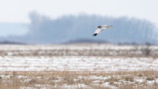 Megszámoltuk a sasokat, sólymokat, ölyveket - Így telt  a 23. Országos Sasszinkron a Bükki Nemzeti Park Igazgatóság működési területén