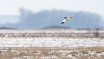 Megszámoltuk a sasokat, sólymokat, ölyveket - Így telt a 23. Országos Sasszinkron a Bükki Nemzeti Park Igazgatóság működési területén