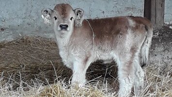 Megszülettek az év első borjai