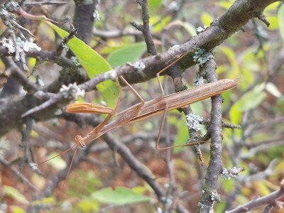 Imádkozó sáska (Mantis religiosa)