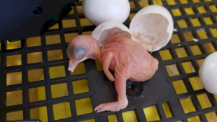 Mesterséges környezetben keltek ki szalakóta fiókák...