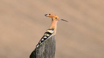 Minden jó, ha a vége jó- kirepült a búbosbanka fiókánk!