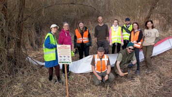 Molinófal a nászmenetnek: Biztonságban vonulhatnak a bükkszéki kétéltűek