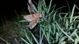 nagy szikibagoly, lepke, pillangó, bükki nemzeti park, dél-borsodi tájegység, természetvédelmi őrszolgálat