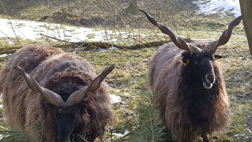 Nem busójárók, rackák várják a tavaszt a Miocén Parkban