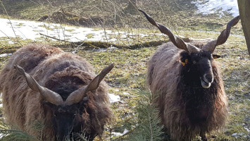 Nem busójárók, rackák várják a tavaszt a Miocén Parkban