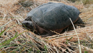 Nem mindennapi élőlény bukkant fel a Taktaközben