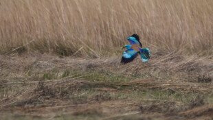 Növekvő szalakóta állomány a Bükki Nemzeti Park Igazgatóság területén