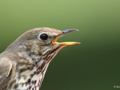 enekes_rigo_Kovacs Csaba