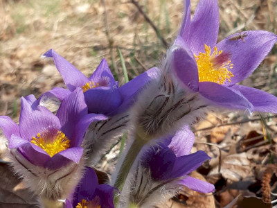 leánykökörcsin_SA