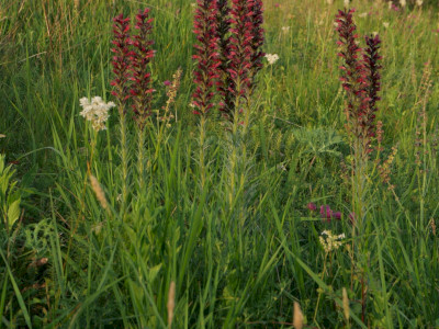 Piros kígyószisz_SA