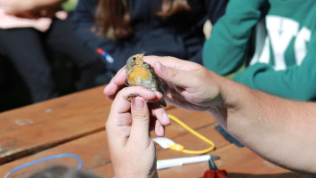 Októberi madárgyűrűzés a Szitakötő háznál