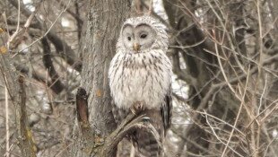 Önkéntes adatgyűjtéssel támogatja a Bükki Nemzeti Park Igazgatóság munkáját egy holland házaspár a Tarnavidéken