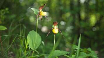 Orchidea Nap (Növények Napja 2024)