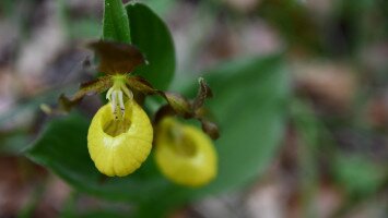 ​Orchidea napot tartottunk Felsõtárkányban