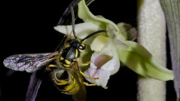 Orchideákkal folytatódik a Természetmegőrzési Műhely