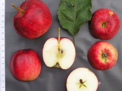 105_P9180104_vagott