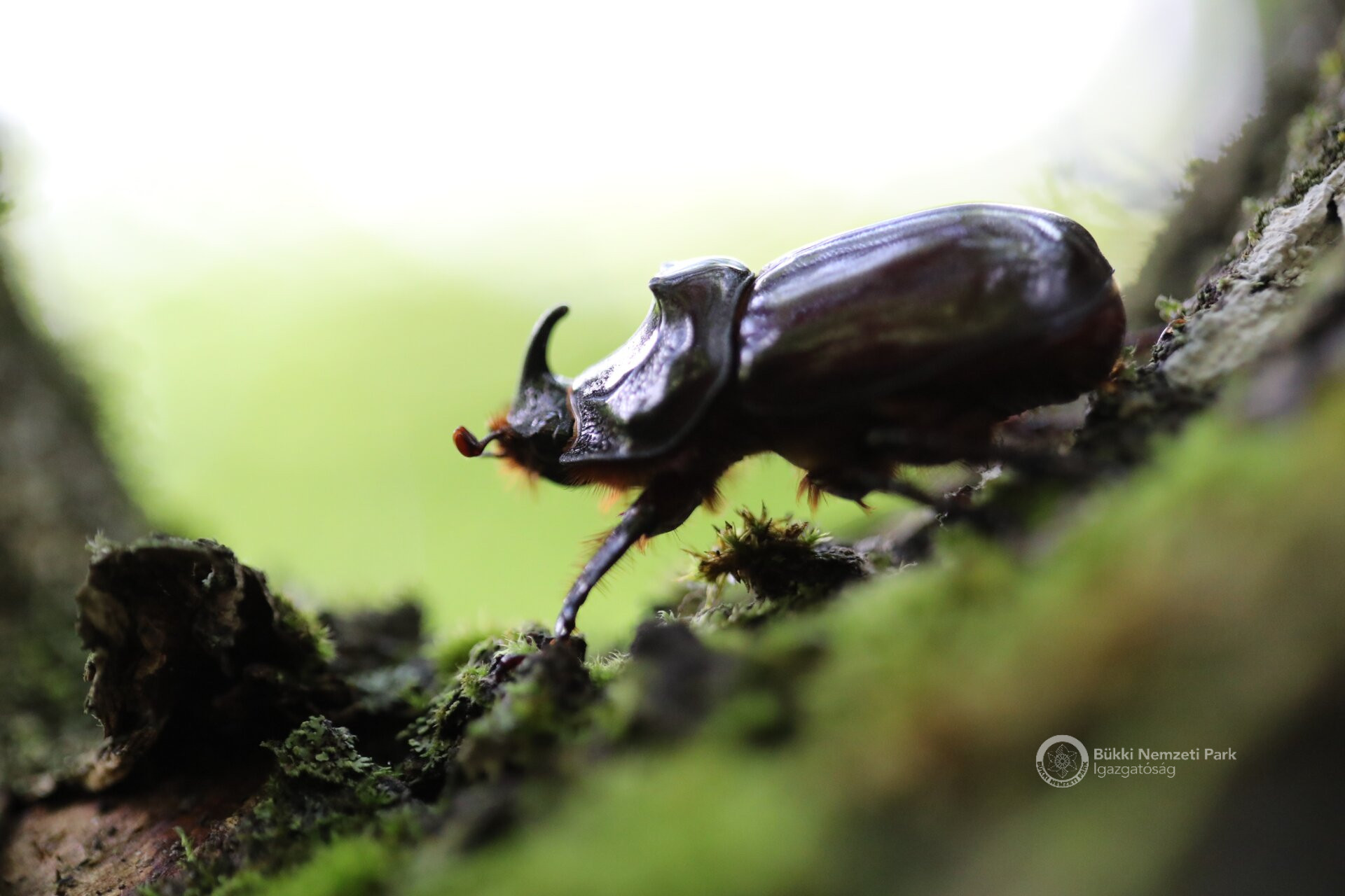 orrszarvúbogár hím KA