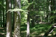 Bükki Nemzeti Park