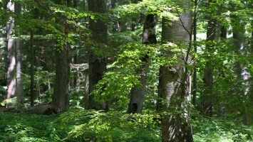Őshonos fafajokat a hazai erdőkbe – Tájidegen erdőállományok és fásítások átalakításának megkezdése, erdők természetvédelmi kezelése a BNPI területén KEHOP