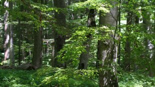 Őshonos fafajokat a hazai erdőkbe – Tájidegen erdőállományok és fásítások átalakításának megkezdése, erdők természetvédelmi kezelése a Bükki Nemzeti Park Igazgatóság területén KEHO
