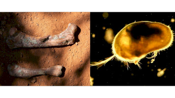 Őslénytani Délután az Ősmaradványoknál – A dinoszauruszoktól a láthatatlan világig