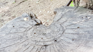 Ősmaradvány mítoszok Ipolytarnócról