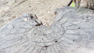 Ősmaradvány mítoszok Ipolytarnócról