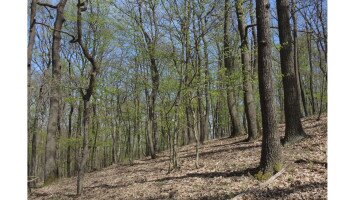 Pannon erdei élőhelyek megőrzése, természeti állapotának javítása, inváziós növények visszaszorítása a Lázbérci Tájvédelmi Körzet erdőterületein - KEHOP_PLUSZ-3.2.1-24-2025-00035