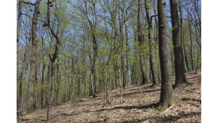 Pannon erdei élőhelyek megőrzése, természeti állapotának javítása, inváziós növények visszaszorítása a Lázbérci Tájvédelmi Körzet erdőterületein - KEHOP_PLUSZ-3.2.1-24-2025-00035
