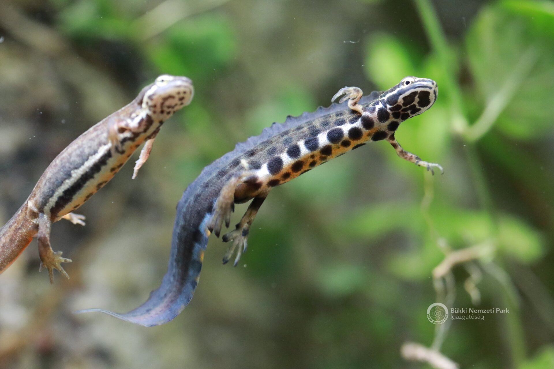 pettyes gőték Kozma Attila
