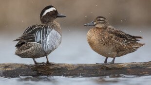 Ramsar, a Kisgólyás és az év madara
