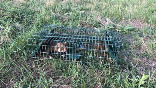 Rekord mezei hörcsög fogás a Hevesi síkon