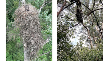Rekordméretű rétisas fészek a Tisza-ártérben