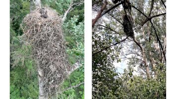 Rekordméretű rétisas fészek a Tisza-ártérben