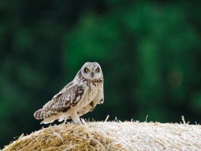 Réti fülesbagoly (Asio flammeus)