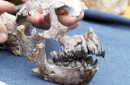 Rudapithecus találkozó az Ősmaradványoknál