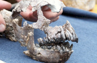 Rudapithecus találkozó az Ősmaradványoknál