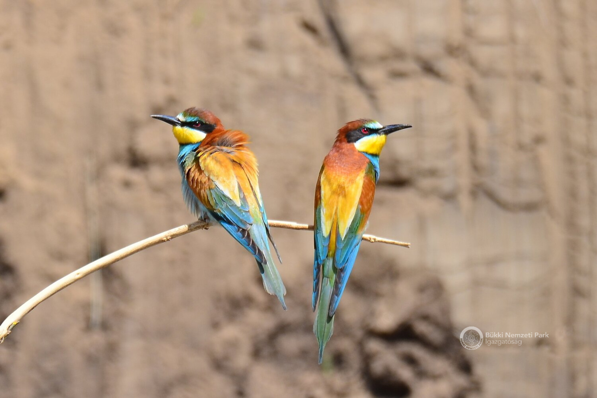 soos_gabor_gyurgyalag_par