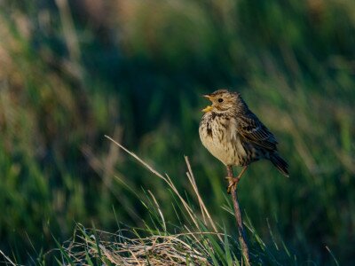 Sordély (Emberiza calandra)