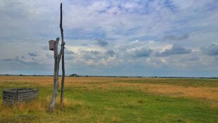 Szalakótaodú, legeltetett gyepen
