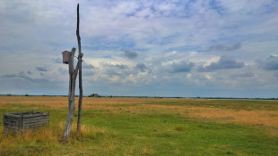 Szalakótaodú, legeltetett gyepen