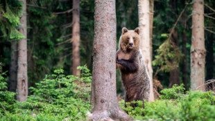 Szelfitilalom: a medve nem játék